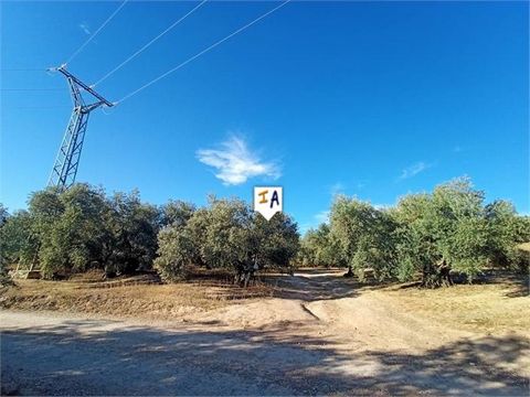 This 19,962m2 traditional olive grove estate is located on the outskirts of Lucena, province of Cordoba, Spain. The property has approximately 233 olive trees of three legs, hojiblanca variety, close to the town centre, Cooperative, at the foot of th...