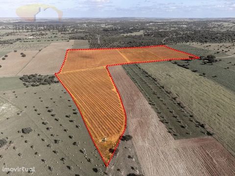 Four plots of land with 1,975ha, 3,775ha, 1,650ha and 6,600ha, totaling 14ha. In one of the vineyards there is a borehole with plenty of water. It produces the following 100% red grape varieties: 66% - Alicante Bouschet - 8.6ha 17% - Aragonese - 2.2h...