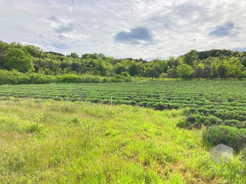 LARNAS, à 7 minutes du centre de saint montan, sur la commune de Larnas, Terrain constructible viabilisé d'environ 1 800 m2, tout à l'égout. Idéalement situé, hors lotissement dans un environnement campagne, au milieu des lavandes...Réf 31492.3. Prix...