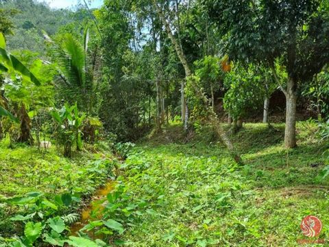 Escape to the tranquil hills of Tha Yu, Phangnga, where an extraordinary opportunity awaits. Nestled on a picturesque hill, this expansive 9.5 rai rubber plantation land offers a rare chance to own a piece of natural splendor. Envision your dream ret...