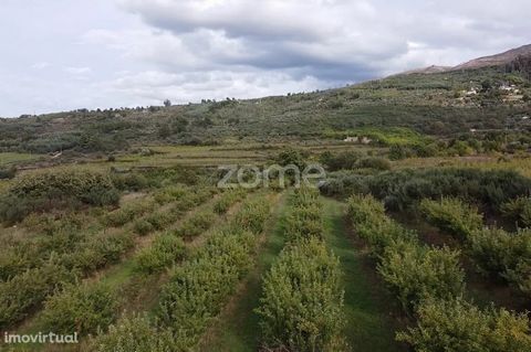 Property ID: ZMPT561038 Quinta do Outeiro e Caramão, in Melo, Gouveia, with agricultural production, of apples, pears, hazelnuts and olives. Agricultural property with 15.24ha, next to Aldeia de Melo, Gouveia. You are here: s://maps.app.goo.gl/XGSwpr...