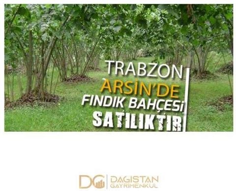     HAZELNUT GARDEN FOR SALE IN TRABZON ARSIN ELMAALAN 2790 m2 Suitable for building a detached house Road Frontage FOR MORE DETAILED INFORMATION PORTFOLIO SPECIALIST HASAN AKGEDIK ... This listing has been automatically integrated by the RE-OS Real ...