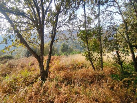 Apresentamos um terreno plano, com excelente viabilidade de construção, localizado nas imediações do Parque Nacional da Peneda-Gerês, na freguesia de Britelo, concelho de Ponte da Barca. Inserido na Reserva Mundial da Biosfera. Este local único, rode...