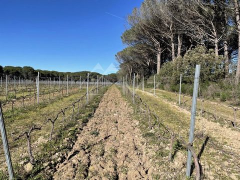 In the heart of the Var vineyards, this family vineyards estate of approximately 50 hectares, of which 30 hectares are PDO Côtes de Provence and PGI vines, offers a mansion of approximately 700m2 and farm buildings. A real production tool for the Côt...