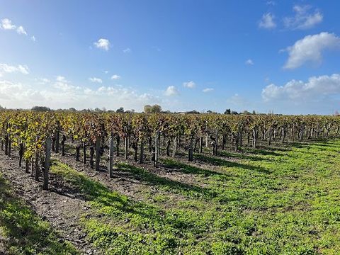 Trois parcelles de vignes AOC Saint-Émilion, totalisant une superficie de 3h 06a 74ca. Les vignes, exclusivement de cépage Merlot, sont entretenues de manière méticuleuse, dans un excellent état, et respectent scrupuleusement le Cahier des Charges de...