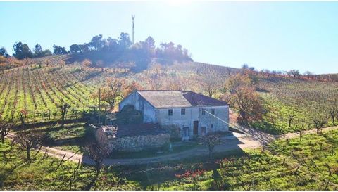 Nestled in the heart of Lamego's tranquil countryside, this Quinta presents an unparalleled opportunity to own a piece of rural paradise. Spread across 15 hectares of meticulously tended vines, this enchanting estate embodies the allure of winemaking...