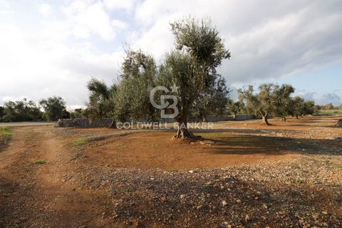 Dans la campagne caractéristique de San Vito dei Normanni, à environ 4 km du centre-ville, nous proposons à la vente des terrains agricoles de qualité avec oliveraies et arbres fruitiers, d'une superficie totale de 26 250,20 m2. Le terrain est bordé ...