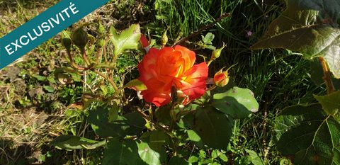 photo no. 12