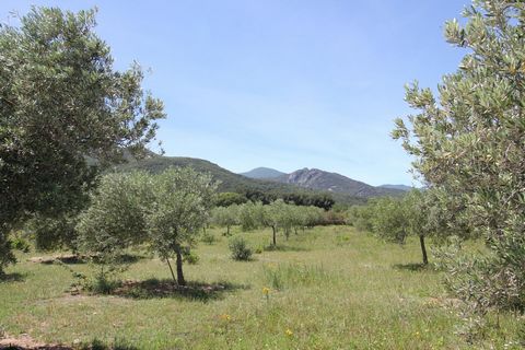 photo no. 4