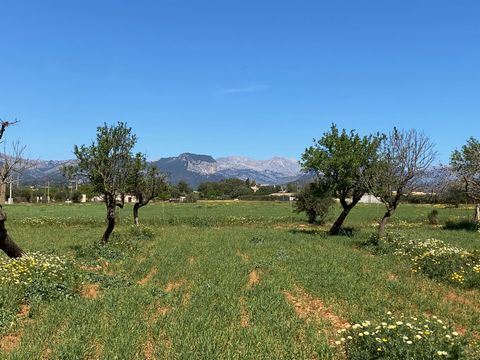 Nestled in the picturesque Mallorcan countryside, this exceptional plot of rustic land spanning 17,200 m2 offers the perfect canvas for the realization of a dream countryside residence. Situated in close proximity to the charming villages of Santa Ma...