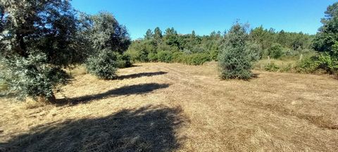 Rustikales Grundstück mit 1200m2 im Dorf Vale das Sheep-Santo André das Tojeiras Sehr fruchtbares Land für den Anbau Das Grundstück besteht aus mehreren Obstbäumen, hat 6 Olivenbäume Leicht beleuchtet auf Schmutz 100 Meter von der Hauptstraße entfern...