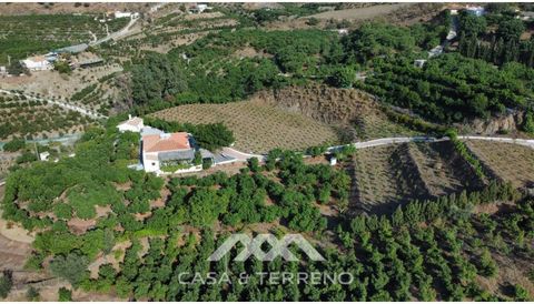 Mango, avocado, citrus, and passion fruit plantation in Vélez Málaga (Andalusia, Málaga, Spain) with guaranteed annual income. Vélez Málaga, with its subtropical climate, offers ideal conditions for cultivation on this plantation. The property is jus...