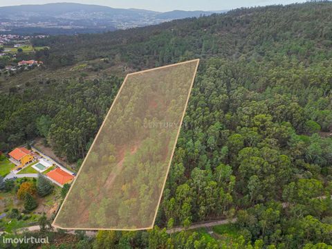 Rustic land with 19641.82 m2, located in Barcelos, Galegos (São Martinho), near the National Road 205. Land mostly with pine and eucalyptus trees. Eucalyptus is a good species because it grows fast and yields after 10-12 years. Do you want to get mor...