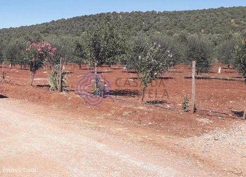 Land with olive grove 2 minutes from the center of Sousel. I divide into 2 articles one with 4.4 (hectares) and another with 7.6 (hectares). 12,250 (hectares) !!! 122500m2!!! Call for more information.. Book Your Visit Now! CASA DA PORTELA Imobiliári...