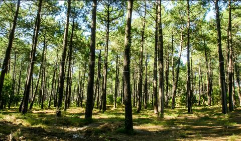 LANDES FORET IDEAL INVESTISSEUR 104 HA Dans les Landes, à saisir un ensemble de 104 hectares de forêt majoritairement en Pin des landes. Entretenus et nettoyés – Plantations échelonnées de 1995 à 2012 - Droits de chasse effectifs – Idéal pour investi...