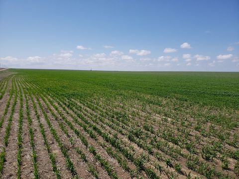 Wright's Farm and Ranch Parcel 4 is a 455 +/- acre parcel of dryland farm ground. This parcel has a crop share lease for the 2023 crop season with the owner's share going to the Buyer. This parcel would be a great opportunity to add to your investmen...