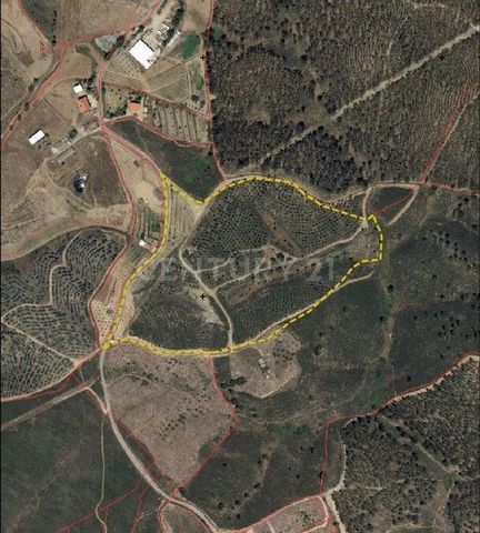 Rustiek land met 8,6 hectare gelegen in het gebied van Lomba do Velho, Castelo Branco Samengesteld uit Stone Pines, Cork Oaks en enkele fruitbomen. Met 1 vijver en waterputten. Het heeft 3 landbouwloodsen Elektriciteit naast het land en aardgasleidin...