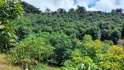 This 1,500 m² undulating lot offers an excellent investment opportunity with 600 avocado sticks in cultivation. It includes a private doorway, a storage warehouse, and water and electricity networks already installed. The property has a peasant house...