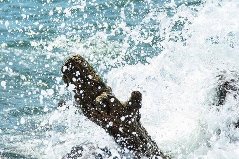 Sicherer Aufenthalt, ideal gelegen in der Nähe des Thermalbades. Balaruc les Bains, L'Etang de Thau ist ein Meerwasserteich, sehr flach und daher ideal zum Familienbaden mit Kindern. Der Etang de Thau verfügt über eine außergewöhnliche Wasserfläche u...