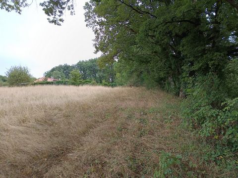 photo no. 6